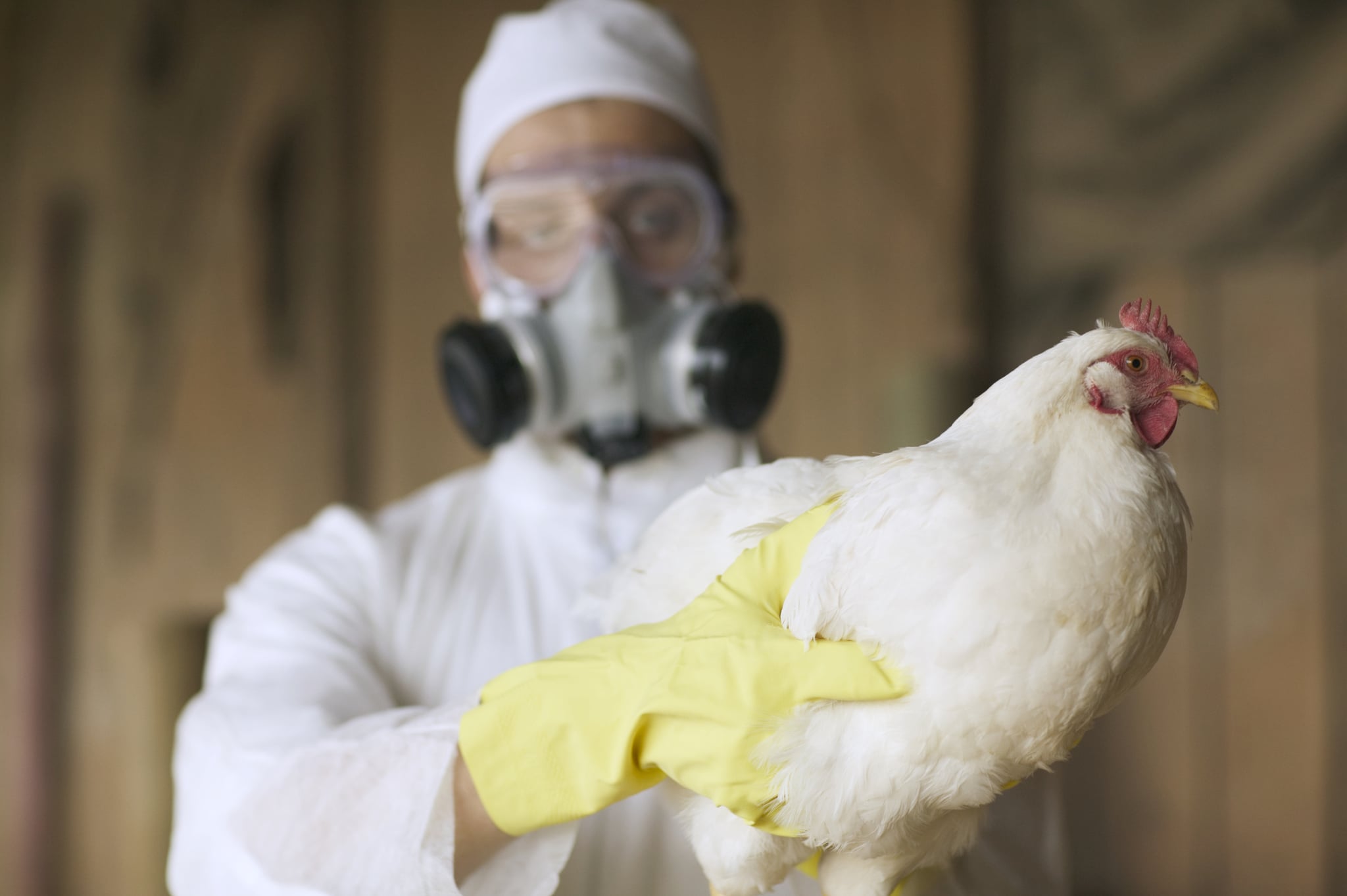 Man holding chicken with yellow gloves 