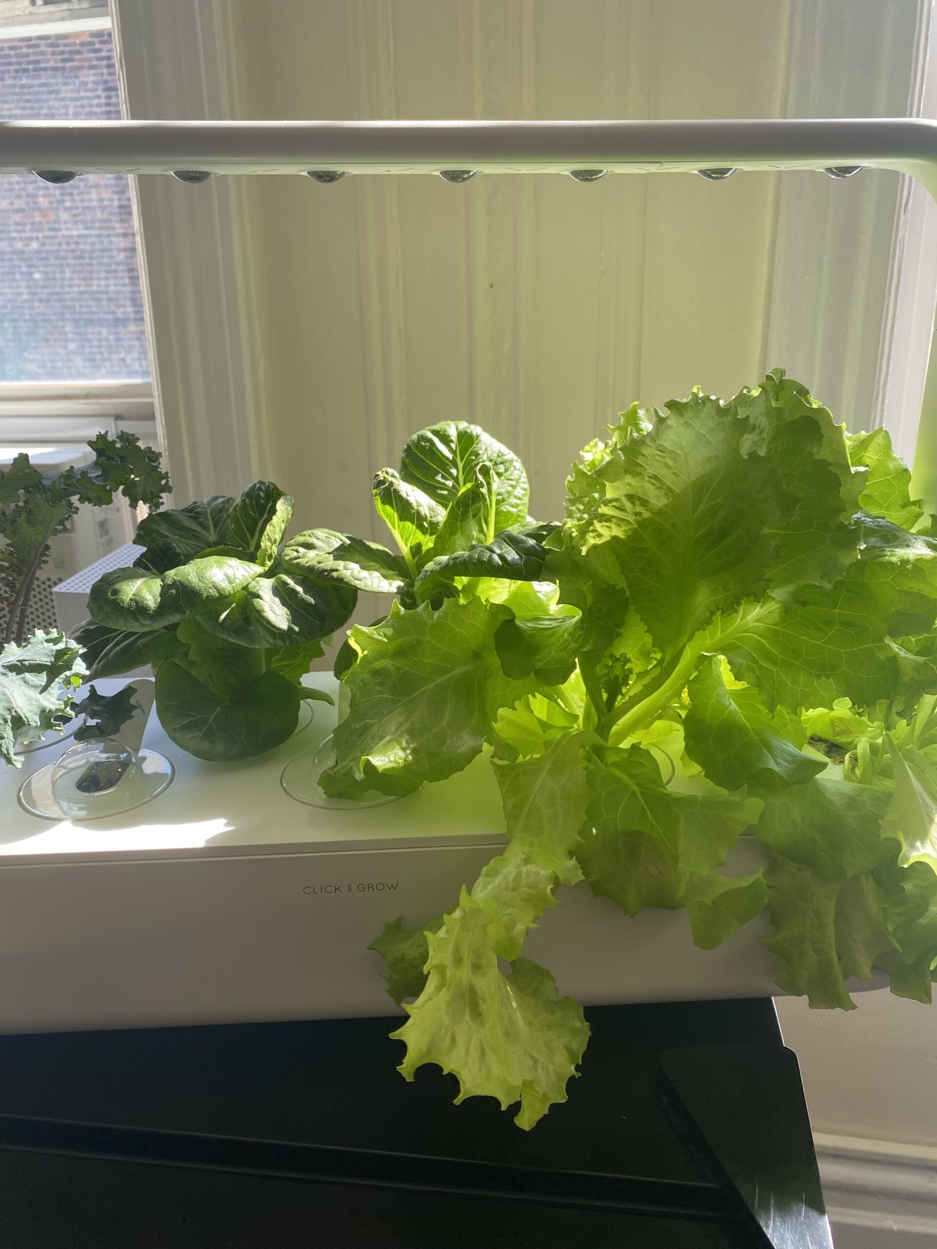 This Indoor Smart Garden Became a Part of My Self-Care Practice