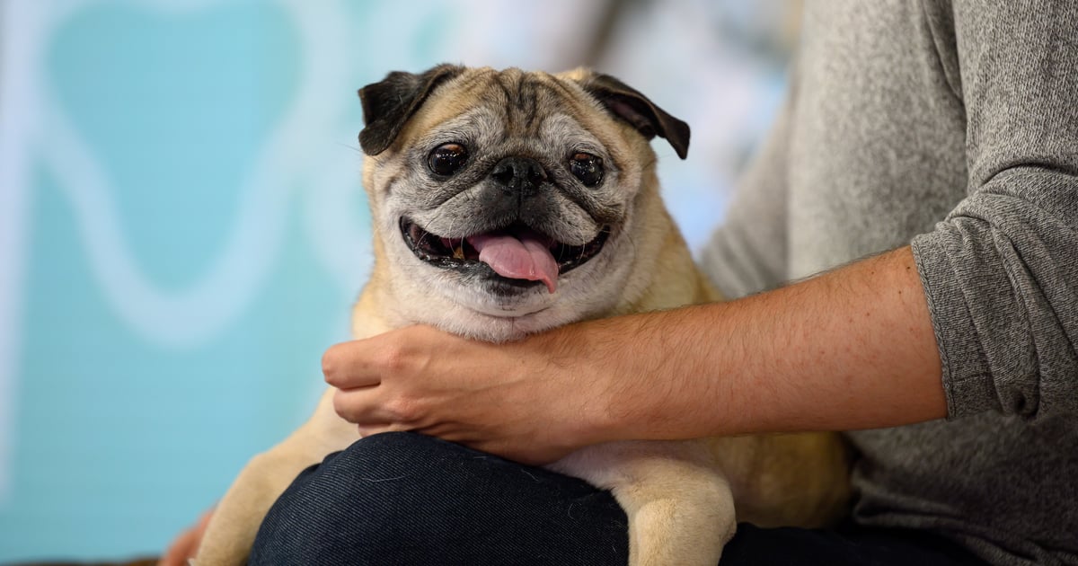 TikTok Star Noodle the Pug of “No Bones Day” Fame Dies at Age 14